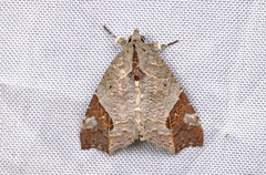 Olulis japonica