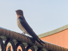 Hirundo angolensis