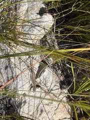 Pedioplanis lineoocellata