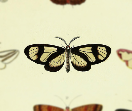Hylasia clio
