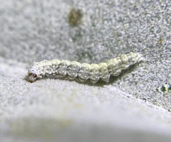Bucculatrix enceliae