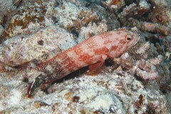 Cephalopholis urodeta