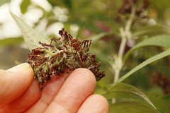 Salsa brisbanae