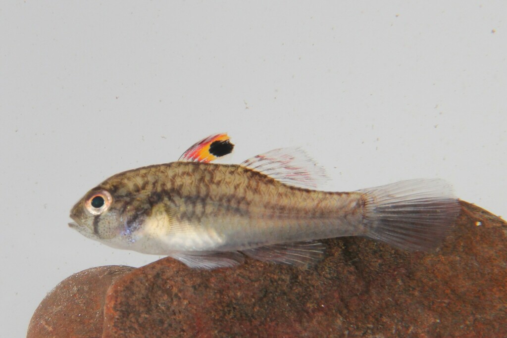 Spotfin Goby