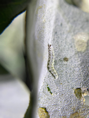 Bucculatrix enceliae