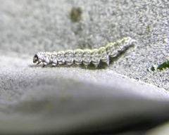 Bucculatrix enceliae
