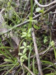 Galium propinquum
