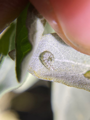 Bucculatrix enceliae