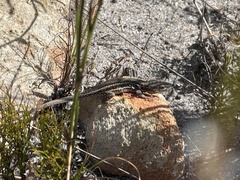 Pedioplanis lineoocellata