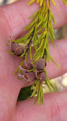 Image of Dillwynia floribunda by (c) Eamonn Culhane, some rights reserved (CC BY)