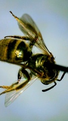 Lasioglossum pilosum