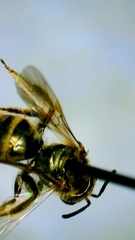Lasioglossum pilosum