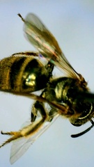 Lasioglossum pilosum