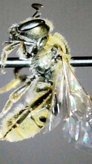 Lasioglossum pilosum