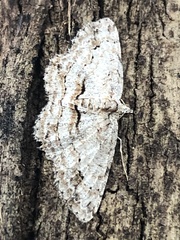 Didymoctenia exsuperata