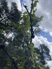 Passiflora cinnabarina