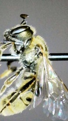 Lasioglossum pilosum