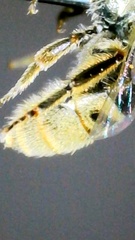 Lasioglossum pilosum