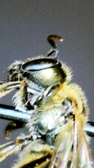 Lasioglossum pilosum