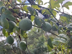 Passiflora cinnabarina