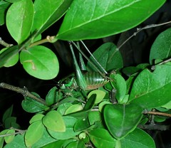 Eupholidoptera schmidti