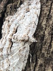 Didymoctenia exsuperata