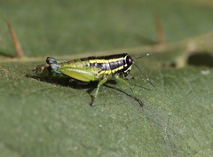 Rhainopomma usambaricum