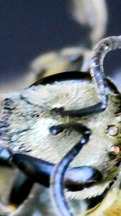 Lasioglossum pilosum