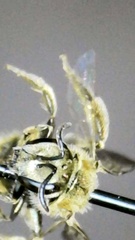 Lasioglossum pilosum