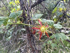 Passiflora cinnabarina