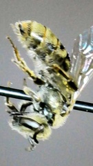 Lasioglossum pilosum
