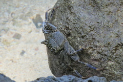 Grapsus albolineatus
