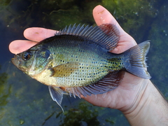 Centrarchus macropterus