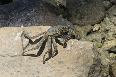 Grapsus albolineatus