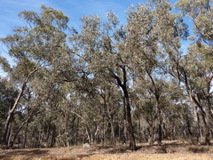 Eucalyptus tricarpa