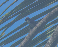 Myzomela jugularis