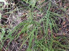 Arthropodium candidum