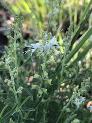 Teucrium trifidum