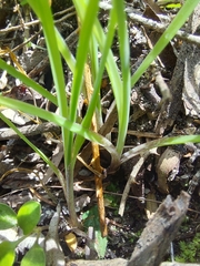 Arthropodium candidum