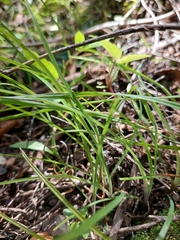 Arthropodium candidum