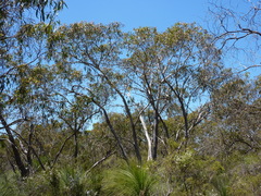 Eucalyptus falciformis