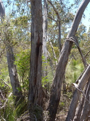 Eucalyptus falciformis