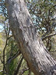 Eucalyptus falciformis