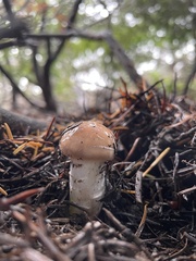 Gomphidius oregonensis