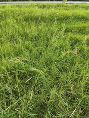 Bothriochloa pertusa