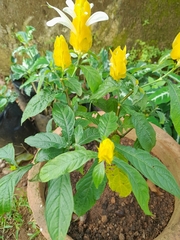 Pachystachys lutea
