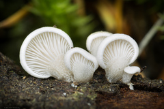 Panellus mitis