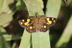 Metisella medea