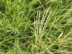 Bothriochloa pertusa