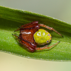 Araneus viridiventris